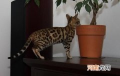 热带草原猫有什么特征