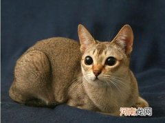 新加坡猫多少钱一只