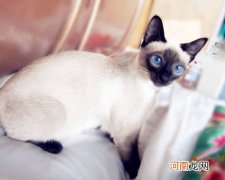 暹罗猫寿命多久
