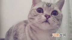 美短和英短有什么区别