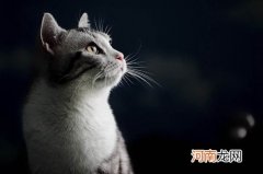 美国短毛猫和英国短毛猫区别