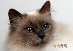 巴厘猫怎么看是否纯种