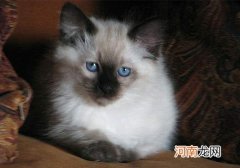 巴厘猫能活多少年