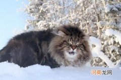 西伯利亚猫一只多少钱
