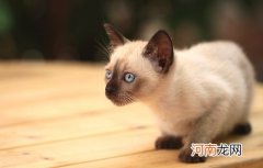 暹罗猫多少钱一只