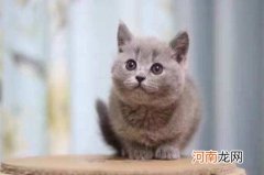 英国短毛猫多少钱