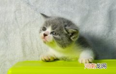 英国短毛猫有哪些品种