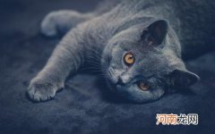 英国短毛猫怎么选购
