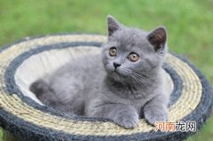 英短和蓝猫有什么区别