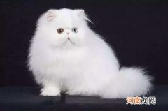 波斯猫多少钱一只