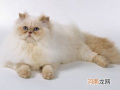 波斯猫怎么挑选