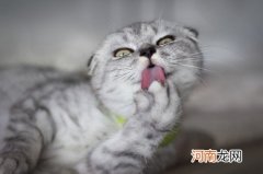 苏格兰折耳猫寿命多长