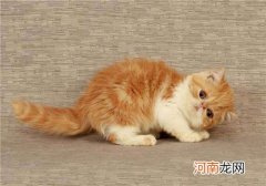 加菲猫多少钱一只