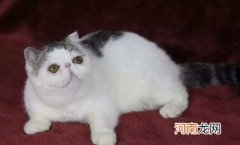 加菲猫怎么看品相