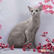 怎样购买到纯种猫猫