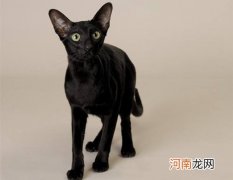 哈瓦那棕猫怎么挑