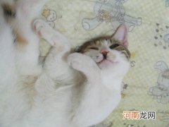 领养猫猫应做哪些准备
