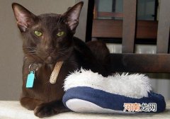 哈瓦那棕猫多少钱