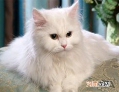 安哥拉猫有什么特征