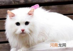 安哥拉猫多少钱一只