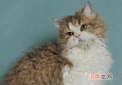 塞尔凯克卷毛猫怎么看纯不纯