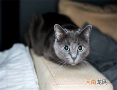 科拉特猫多少钱一只