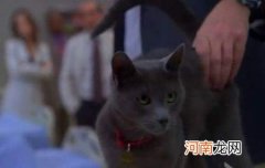 科拉特猫性格怎么样