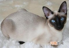 东奇尼猫多少钱