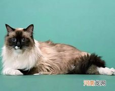 巴厘猫价格是多少