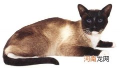 雪鞋猫多少钱