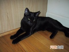 孟买猫性格好不好