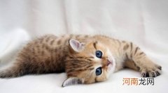 西伯利亚猫与缅因猫有什么区别