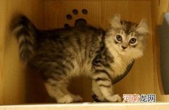 美国卷耳猫多少钱一只