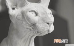 彼得秃猫和斯芬克斯有什么区别