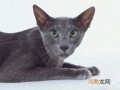东方短毛猫的价格是多少