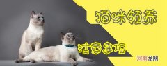 领养猫咪注意事项
