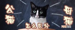 公猫母猫怎么区分