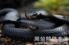 周公解梦梦见蛇缠身是什么预兆 梦见蛇缠身有什么解答