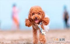 ?长腿泰迪和短腿泰迪哪个更纯