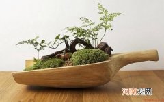 花器的搭配与清洁方法