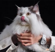 我最推荐这七款(女士手表品牌排行榜 女生买表)