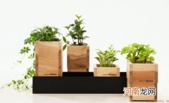 花盆的搭配知识和保养方法