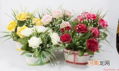 仿真花卉的选购知识和保养方法