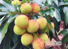 荔枝核大的好还是小的好 妃子笑荔枝核大还是小