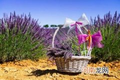 薰衣草的用途有哪些 薰衣草的作用和功效
