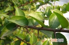 柞木的清洁保养方法-柞木的鉴别方法