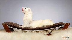 史上最恶心的动物有哪些 十大最恶心的动物