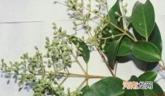 桤木的清洁保养方法-桤木如何鉴别？