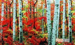 桦木的清洁保养方法-桦木板材的优缺点