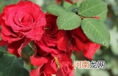 玫瑰花怎么养才不会枯萎 玫瑰花好养活吗